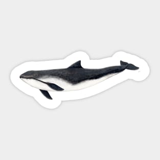 Harbour porpoise Sticker